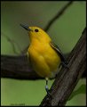 _7SB1922 prothonotary warbler